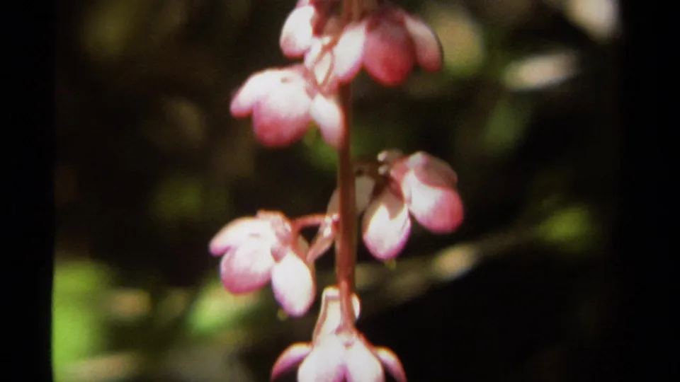 1979 British Columbia 8mm close view of pink bell-like blossoms on a thin stem, with blurred forest greens and shadows behind.