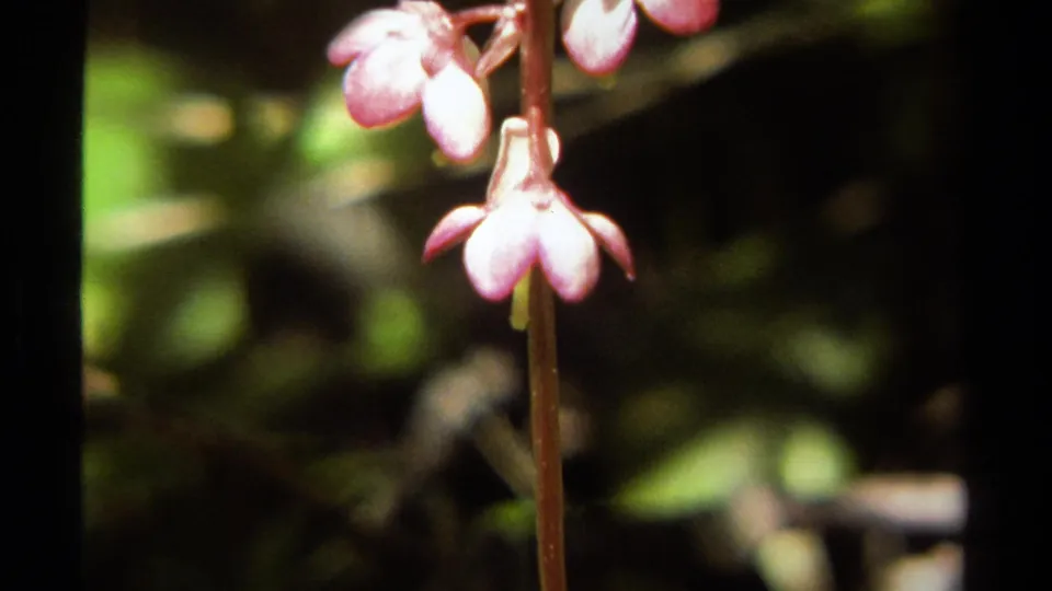 1979 British Columbia frame showing the flower's long stem and pink blossoms, set against leafy, shadowed forest undergrowth.