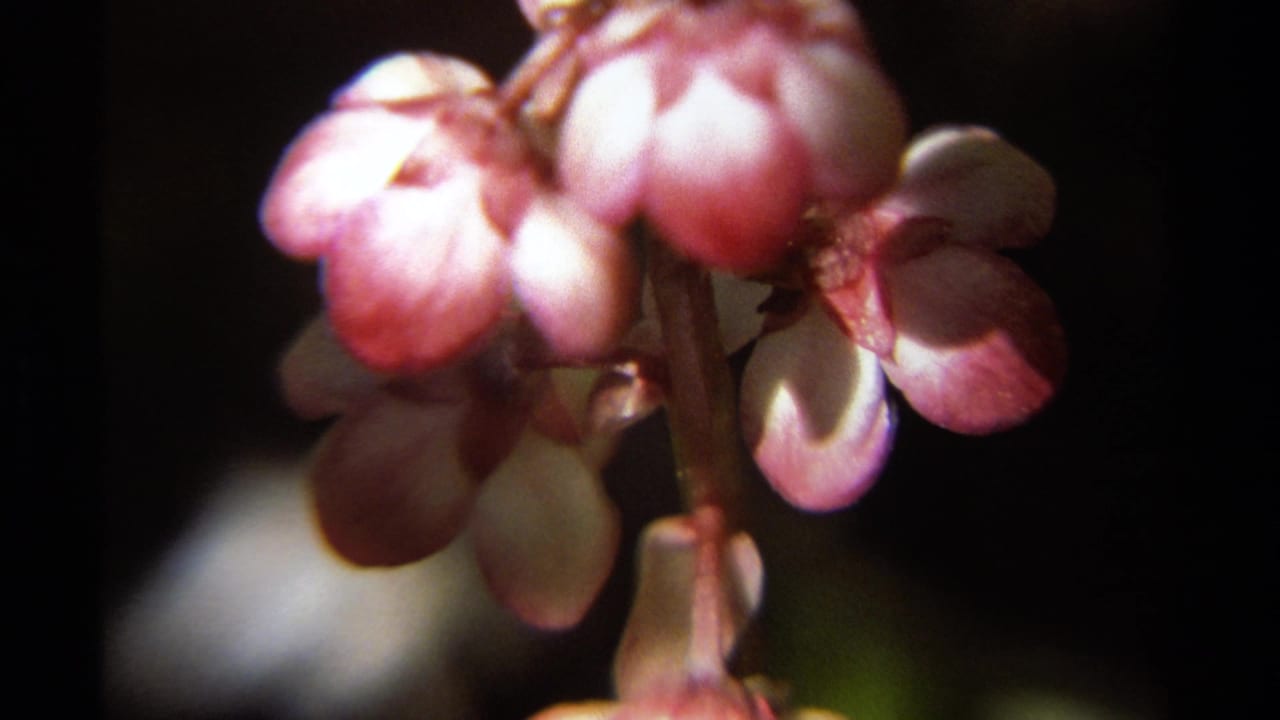 Close view of pink wildflowers in soft focus, filmed in British Columbia on 1979 8mm home-movie footage.