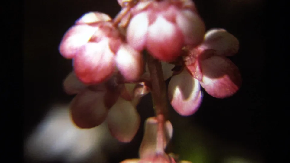 Close view of pink wildflowers in soft focus, filmed in British Columbia on 1979 8mm home-movie footage.