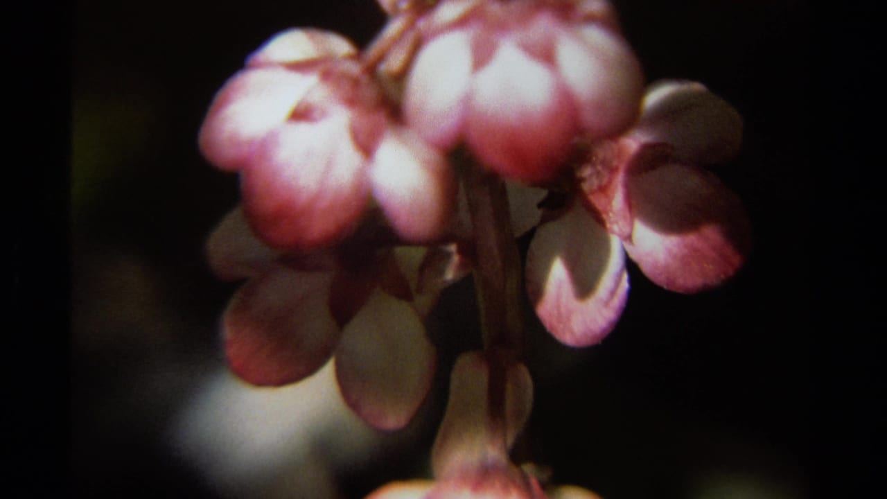 Pink blossoms hanging in soft focus with dark foliage behind them.