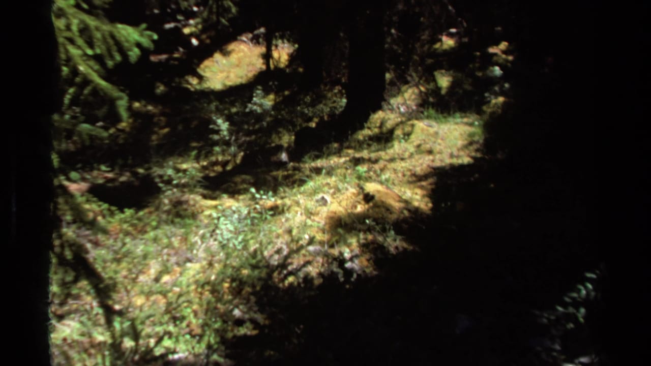 1979 British Columbia 8mm frame of mossy forest ground, evergreen shadows, and patches of sunlight along a wooded trail area.