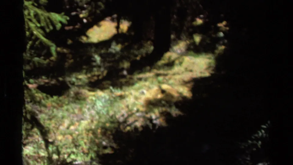 1979 British Columbia 8mm frame showing a darker patch of forest floor with moss, grasses, tree trunks, and filtered sunlight.