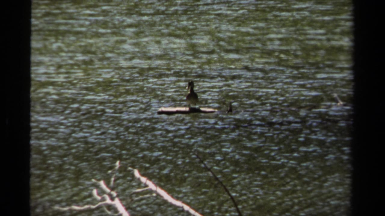 1979 British Columbia 8mm frame showing a small bird on driftwood in rippled stream water with fallen branches in the foreground.