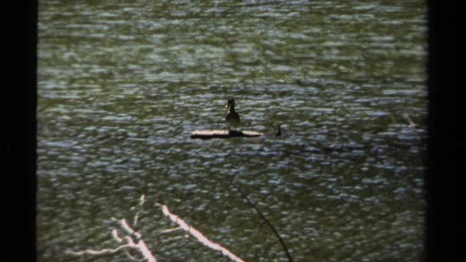 1979 British Columbia 8mm frame showing a small bird on driftwood in rippled stream water with fallen branches in the foreground.
