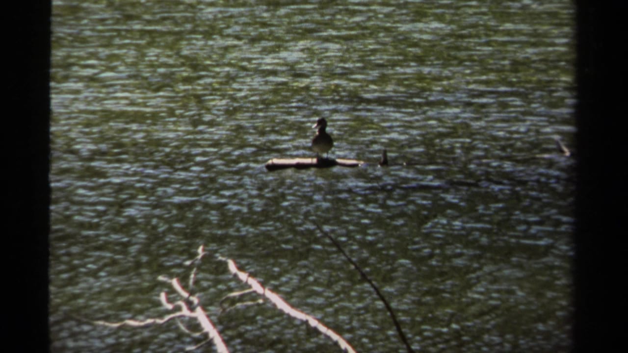 Bird remains on floating wood in green rippled water above submerged branches.