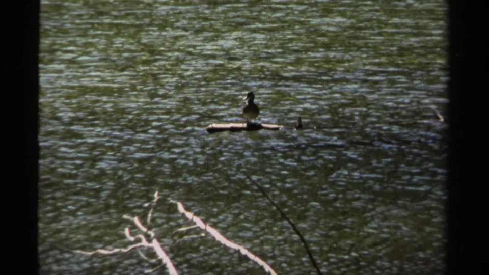 1979 British Columbia 8mm frame with a bird perched on drifting wood, surrounded by textured water and bare branches near the lower edge.
