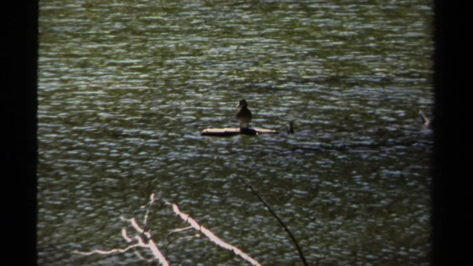 1979 British Columbia 8mm frame showing a stationary bird on a small floating log, with bright dead branches crossing the foreground water.