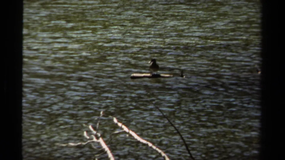 1979 British Columbia 8mm frame of a bird on floating wood in a calm stream, framed by rippled water and weathered branches.