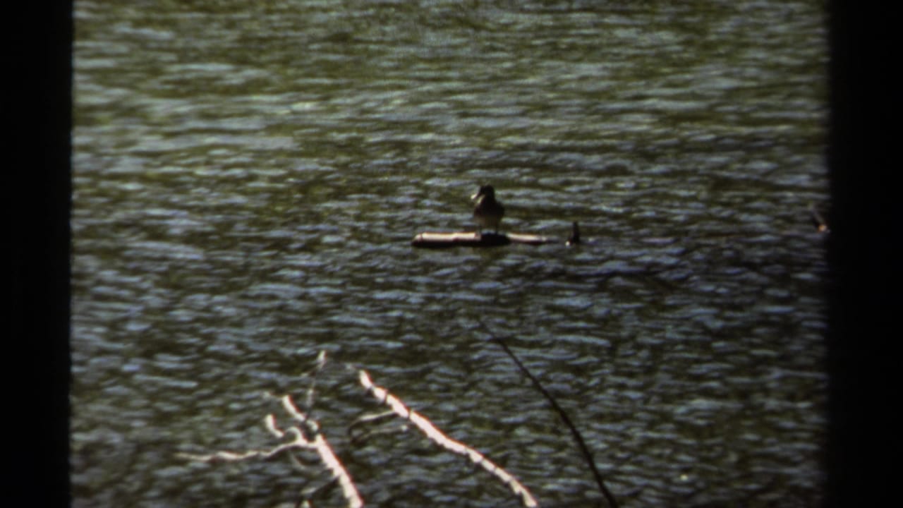 Bird perched on a floating log in rippled water with pale branches in the foreground.