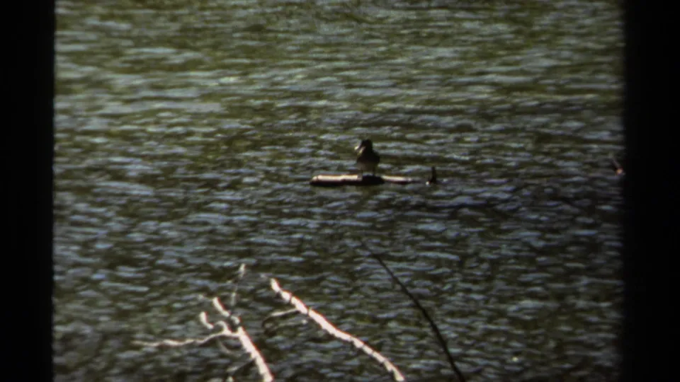 1979 British Columbia 8mm frame showing a bird resting on a floating log in calm rippled water, with pale fallen branches below.