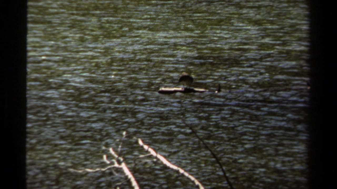 Bird on a floating log near the upper right, with rippled water and pale branches below.