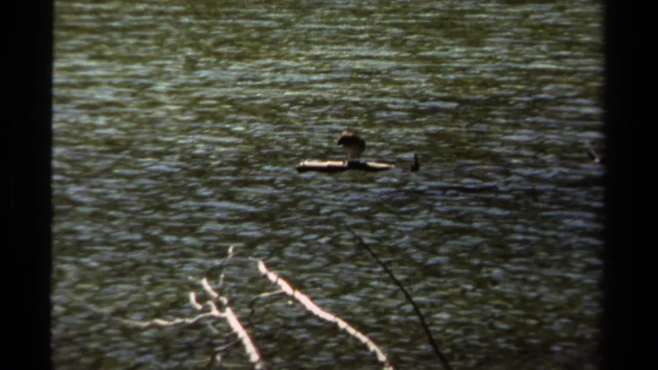 Vintage 8mm frame from British Columbia showing a bird on a floating log, with dark water texture and fallen branches in the foreground.