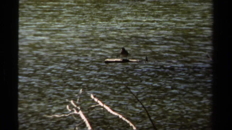 1979 British Columbia 8mm still with a bird on a floating log and pale foreground branches crossing the rippled water below.