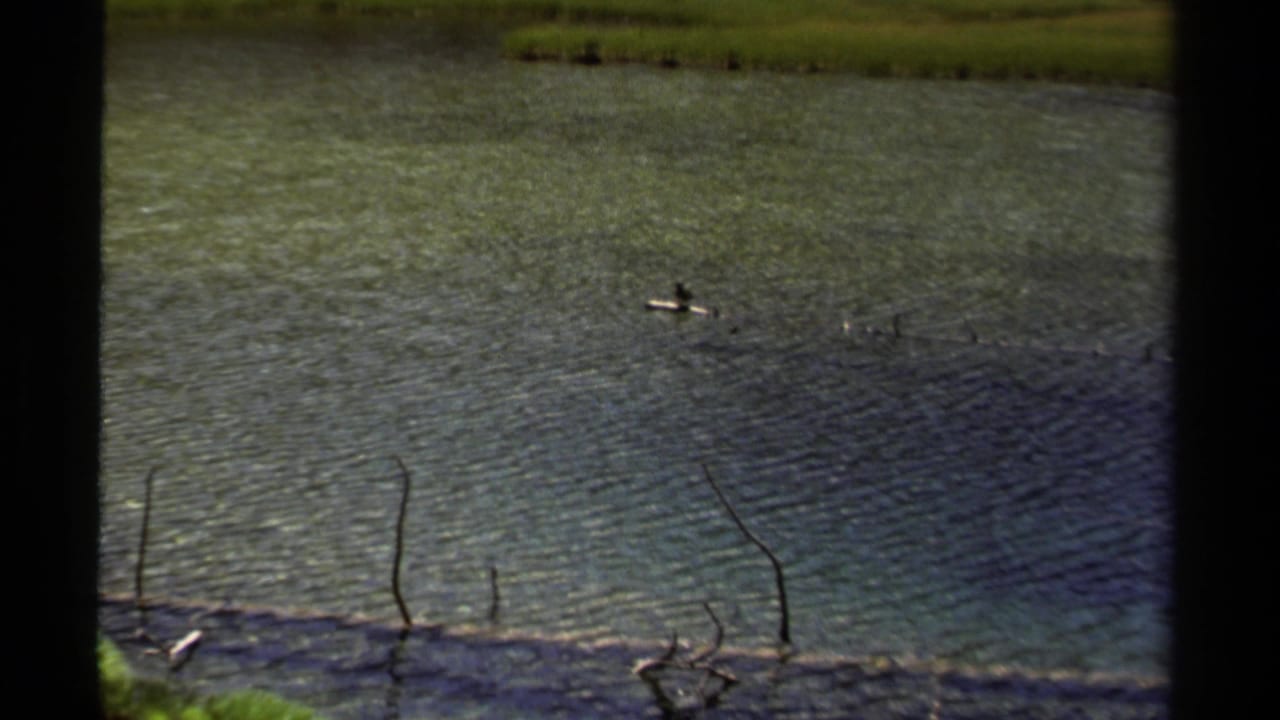 1979 British Columbia 8mm frame showing rippling river water, shoreline reeds, and a small bird distant on the surface.