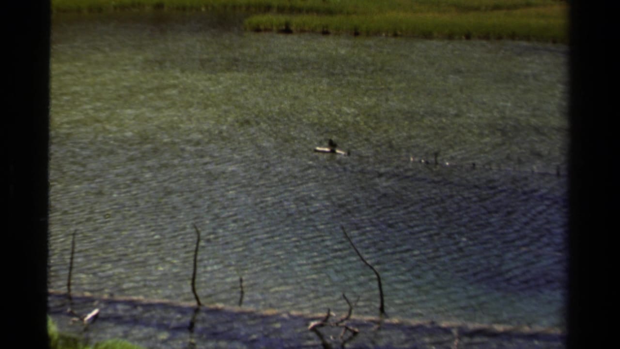 1979 British Columbia home-movie frame with a small bird on calm rippling water and marsh vegetation in the background.