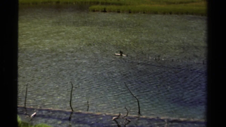 1979 British Columbia home-movie frame with a small bird on calm rippling water and marsh vegetation in the background.