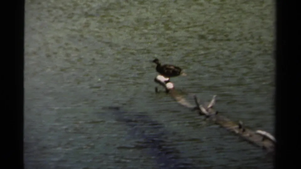 1979 British Columbia 8mm close view of a dark bird balancing on driftwood above rippling river water.