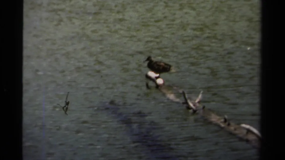 1979 British Columbia home-movie frame showing a dark bird standing on driftwood in a calm river setting.