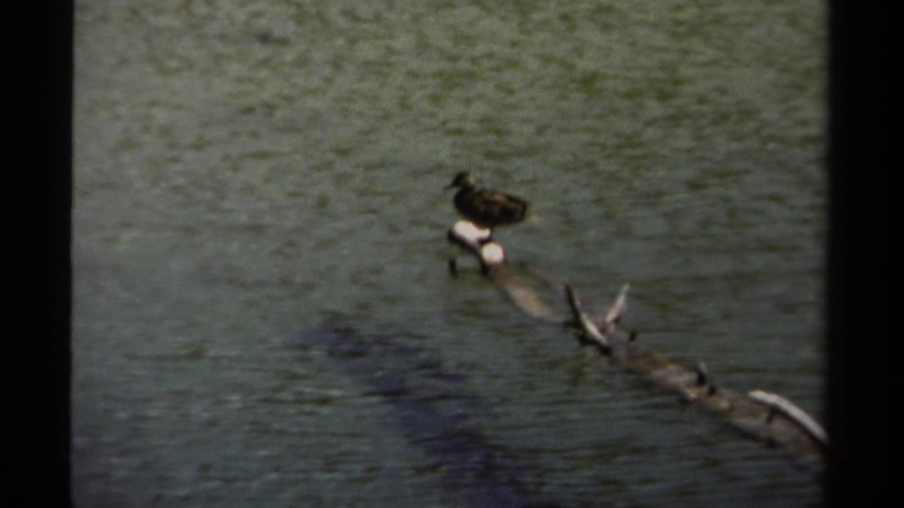 Duck-like bird perched on a branch in green pond water.