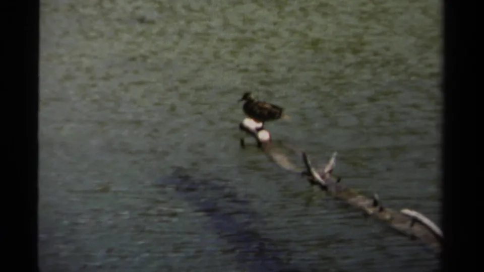 A duck-like bird rests on a floating branch in green pond water, from 1979 British Columbia 8mm home-movie footage.