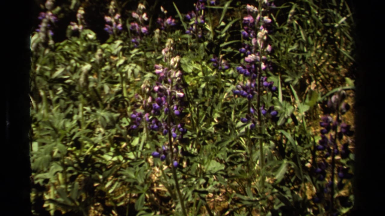 Tall purple flowers and green foliage in bright outdoor light.