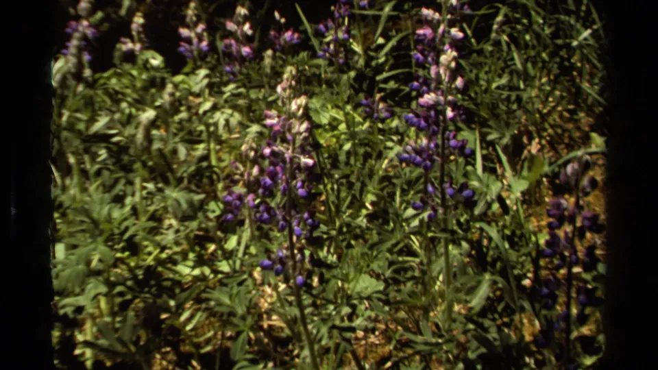 1979 British Columbia 8mm frame of tall purple wildflowers among dense green plants.