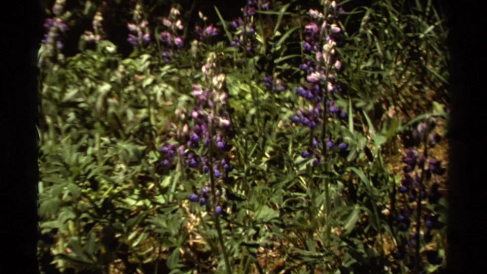 1979 British Columbia 8mm frame with purple flower spikes and surrounding green foliage in a handheld close view.