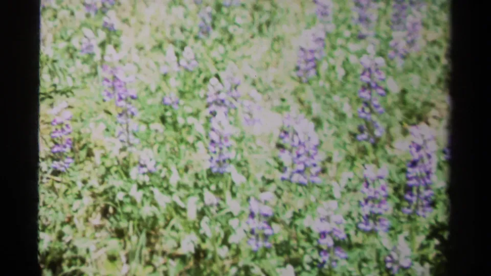1979 British Columbia 8mm frame showing a bright, overexposed patch of purple wildflowers and green meadow plants.