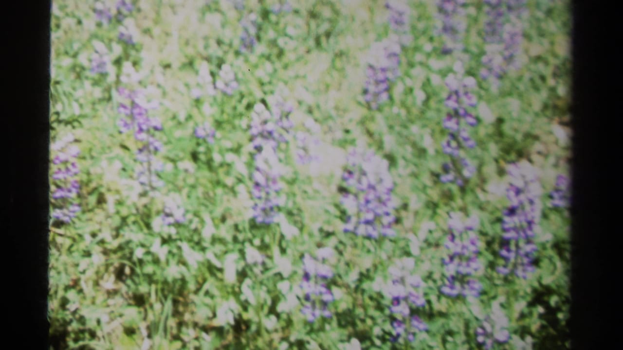 1979 British Columbia 8mm frame showing sunlit purple wildflowers in dense green meadow grass.