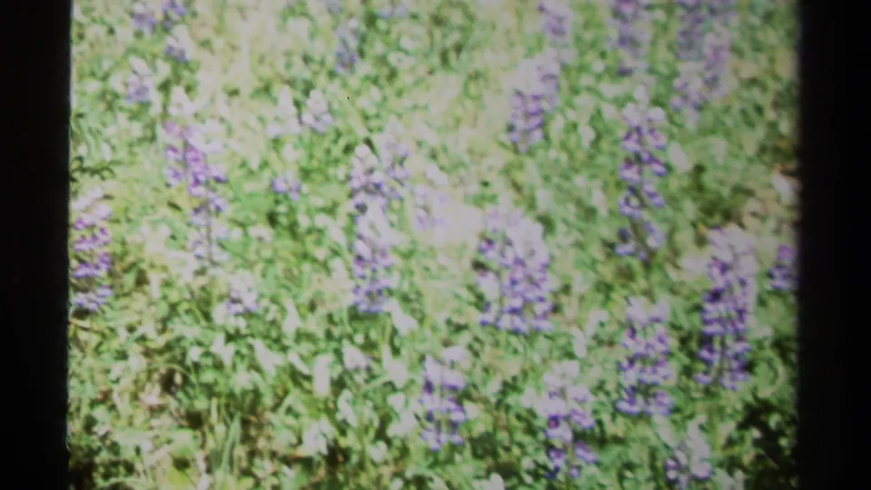 1979 British Columbia 8mm frame showing sunlit purple wildflowers in dense green meadow grass.