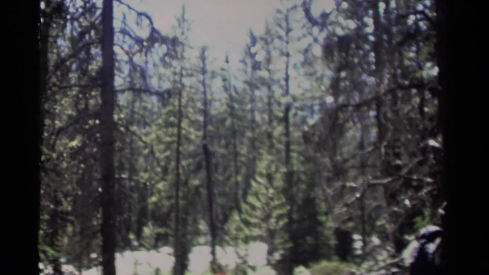 Soft 8mm frame from the British Columbia campsite showing evergreen trunks and a bright clearing beyond.