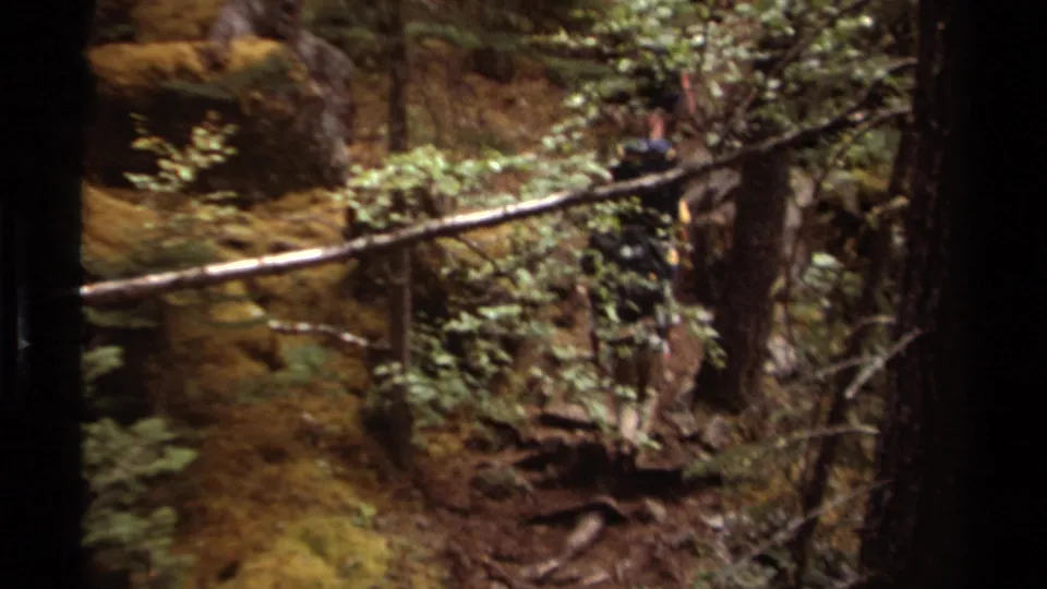 Vintage 8mm view of a backpacked hiker partly obscured by trunks and foliage on a British Columbia forest trail.