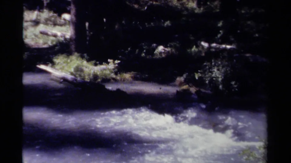 White water flows through a wooded British Columbia stream scene, framed by tree shadows, rocks, and a fallen log.