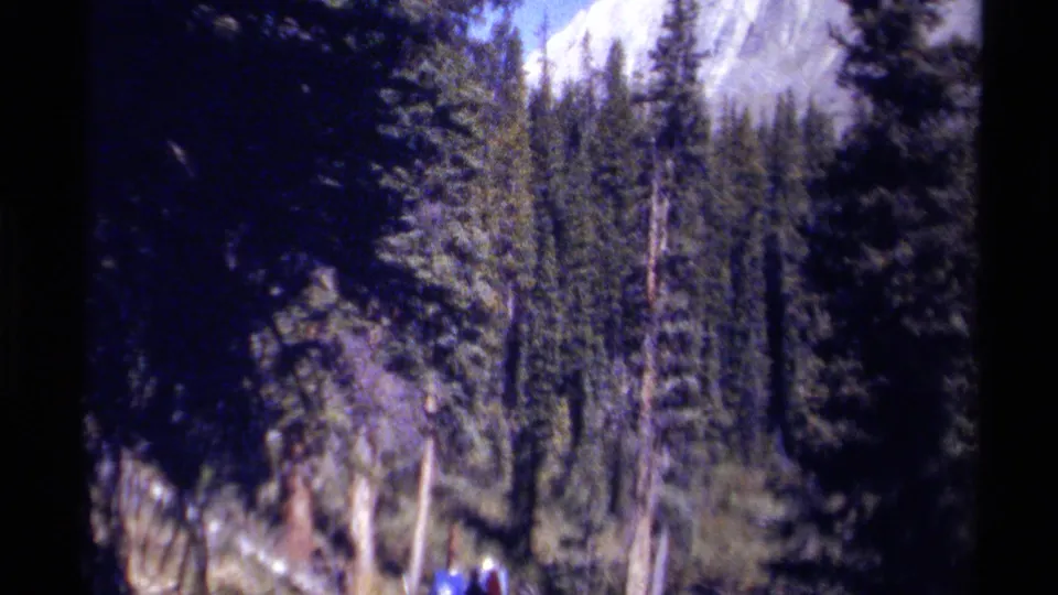 1979 British Columbia 8mm view of dense evergreen trees with a mountain peak partly seen in the background.