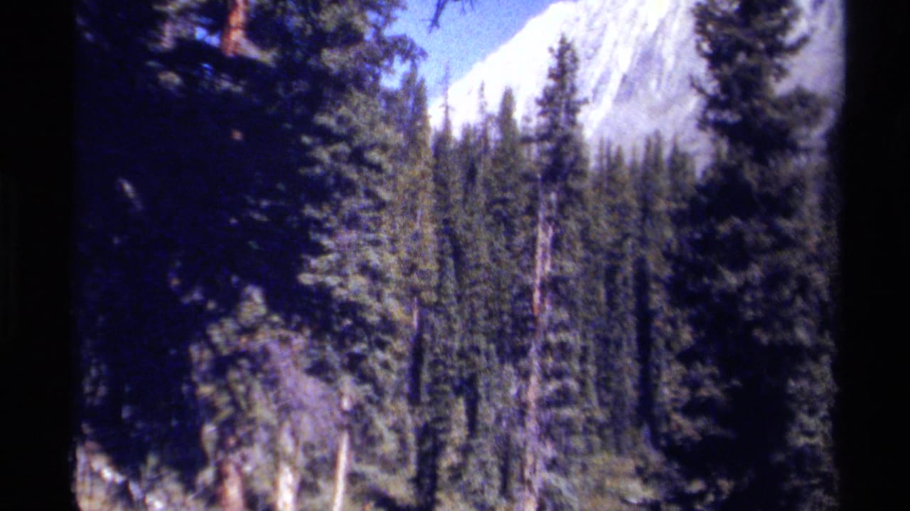 Evergreen forest with a pale mountain peak rising behind the trees.