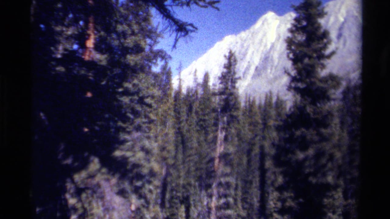 Dense conifer forest with a bright mountain ridge in the background.