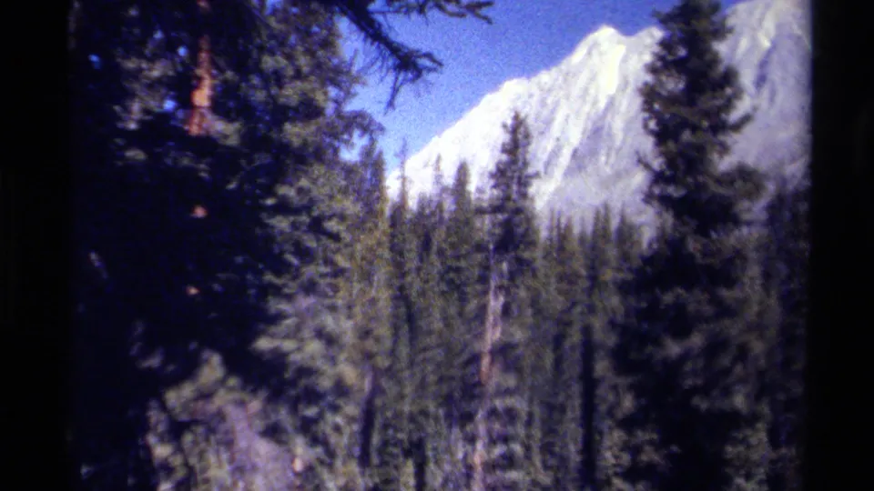 Handheld 8mm view of British Columbia conifers with a pale, sunlit mountain ridge beyond the forest.