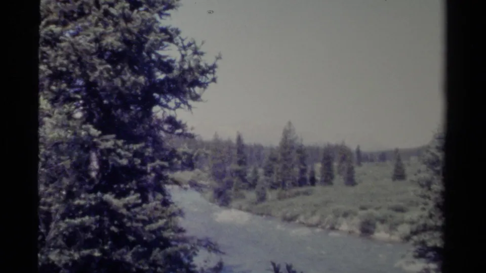 British Columbia river valley view on 8mm, with a large evergreen framing the water and distant tree line.
