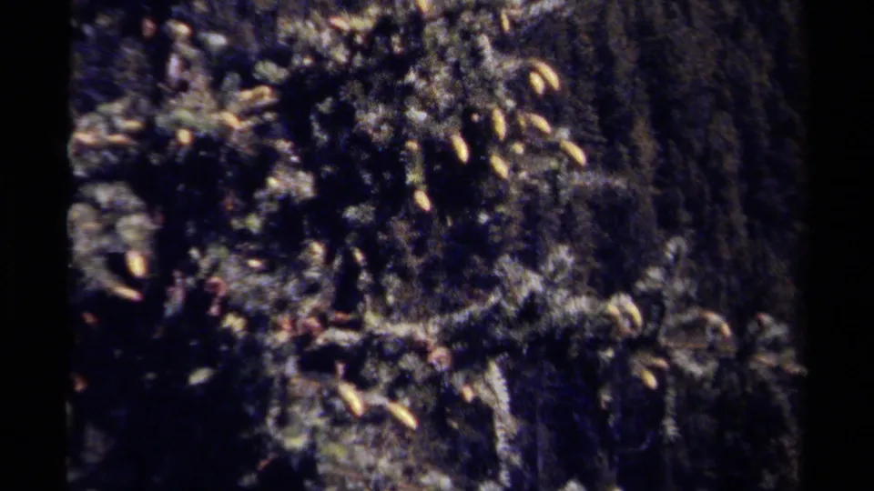 1979 British Columbia 8mm frame showing close vegetation and evergreen forest, likely from the same outdoor excursion.