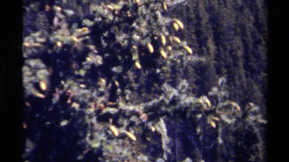 1979 British Columbia 8mm frame of dense forest plants and evergreens, with soft handheld home-movie texture.