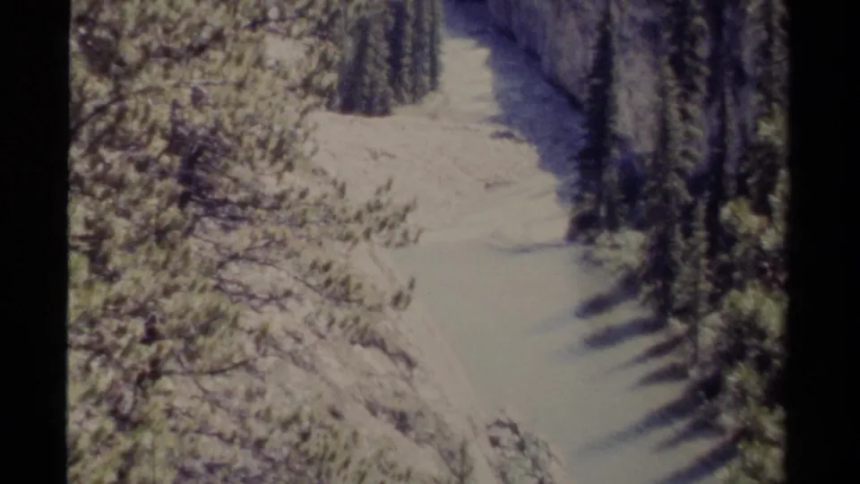 Close view within the British Columbia landscape showing a pale river or creek channel bordered by trees and sunlit brush.