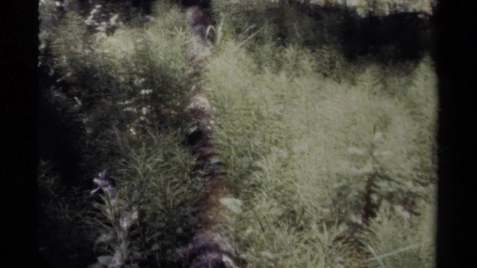 British Columbia 1979 8mm frame showing dense trailside grasses and brush in a sunlit forest setting.