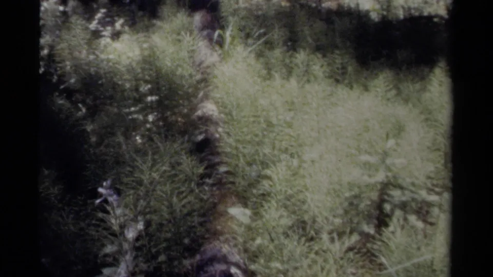 British Columbia 1979 8mm frame of overgrown greenery and shadows along a narrow forest path or bank.