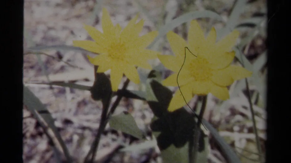 British Columbia 1979 8mm close-up of two yellow wildflowers against pale ground and green leaves.