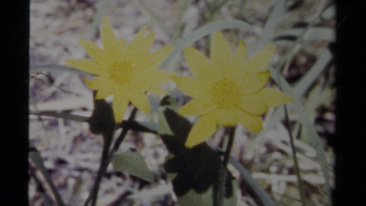 Two yellow wildflowers among green stems and forest-floor debris.