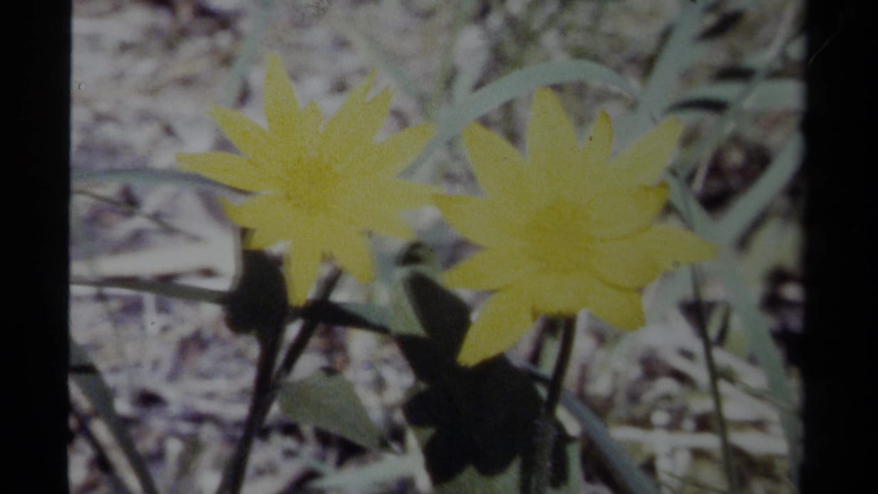 Soft 8mm view of yellow wildflowers and surrounding leaves in British Columbia, supported by clip metadata.