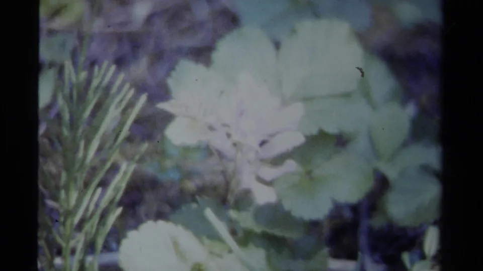1979 British Columbia home-movie frame showing pale white blossoms beside leaves and fine evergreen-like foliage.