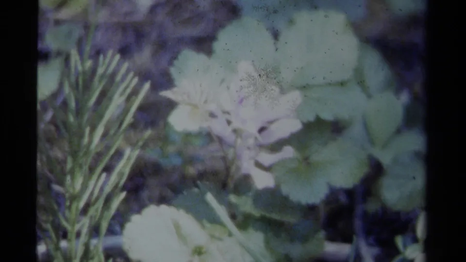 Soft 8mm close-up of white flowers among green leaves, with visible grain and fading from the 1979 British Columbia clip.