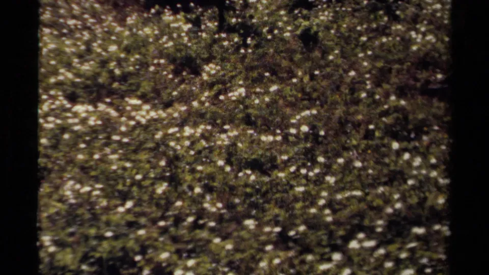 1979 British Columbia 8mm frame showing ground-level vegetation with small white flowers on a mountain slope.